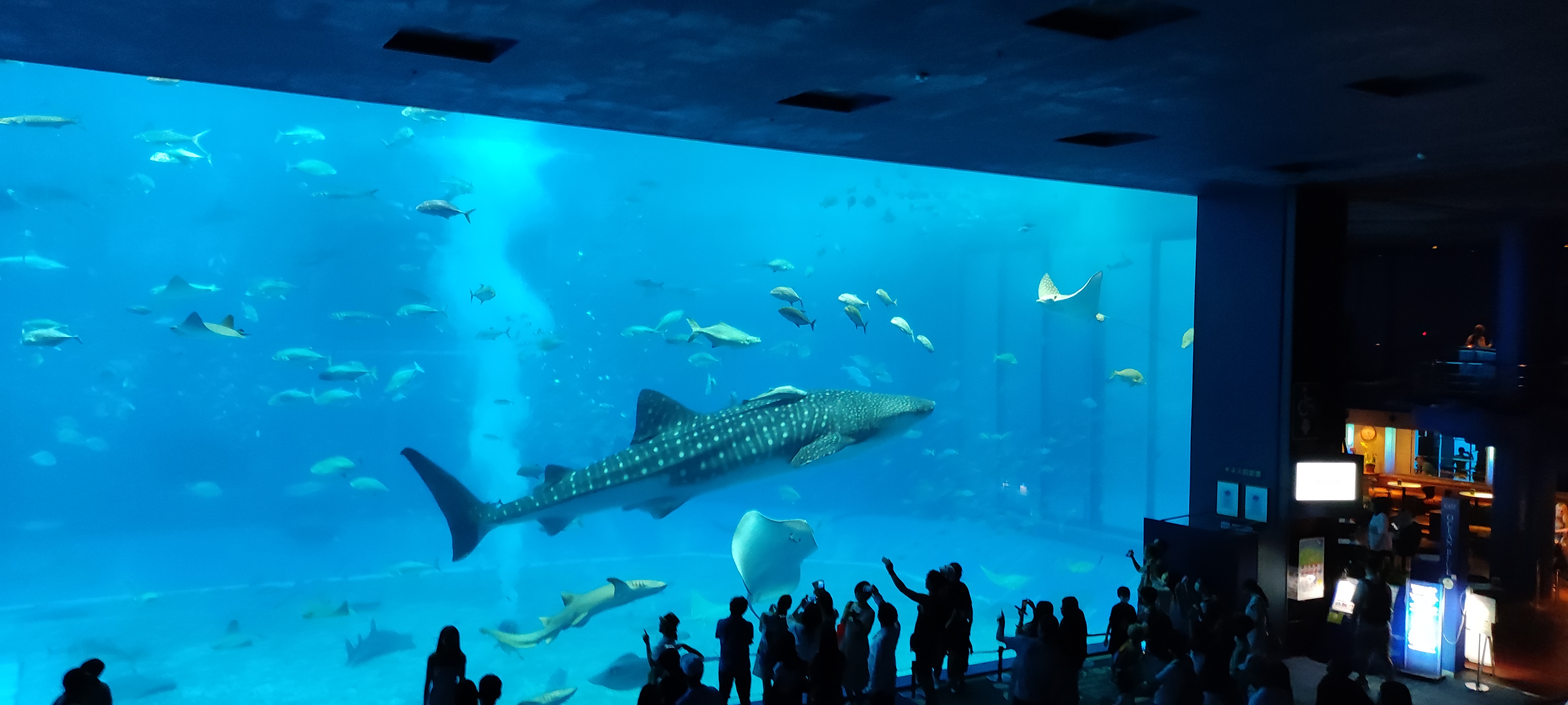 美ら海水族館のジンベエザメ