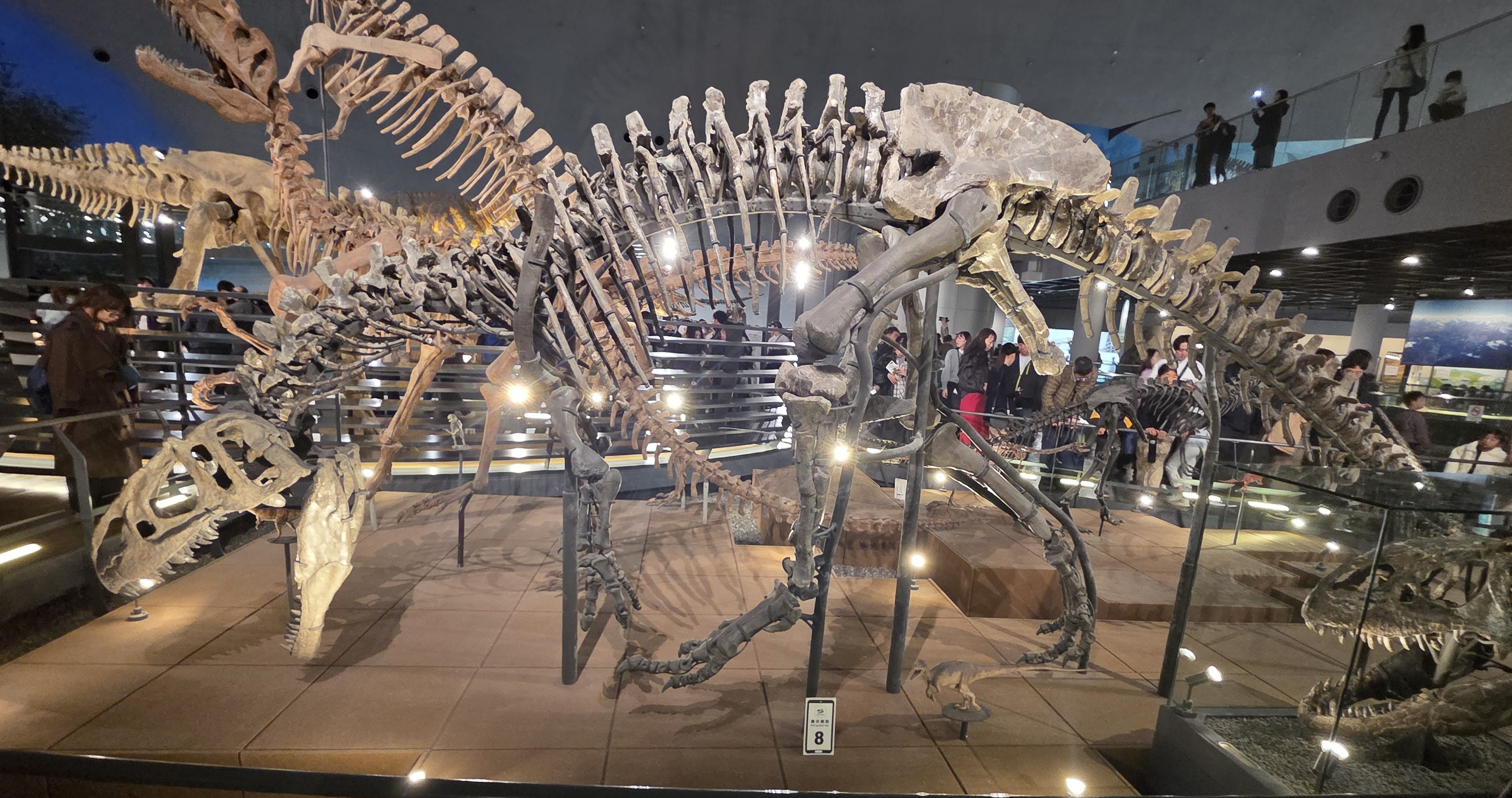 恐竜博物館のアロサウルス